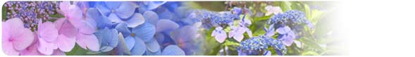 梅雨イメージ 紫陽花