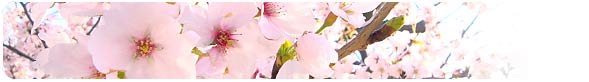 春イメージ 桜