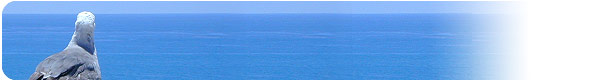 7月─San Diego北部の太平洋の水平線と鴎の後ろ姿