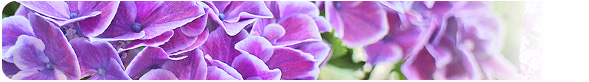 6月 紫陽花