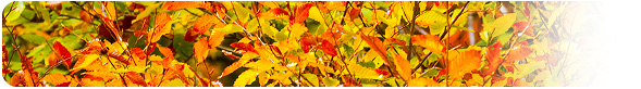 10月 色づく木の葉